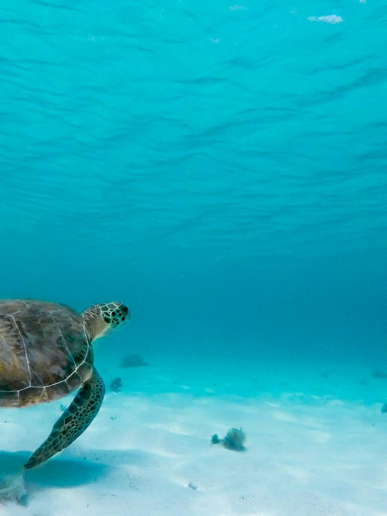 Nager avec les tortues, Ruines de Tulum & Cenote Taak Bi Ha